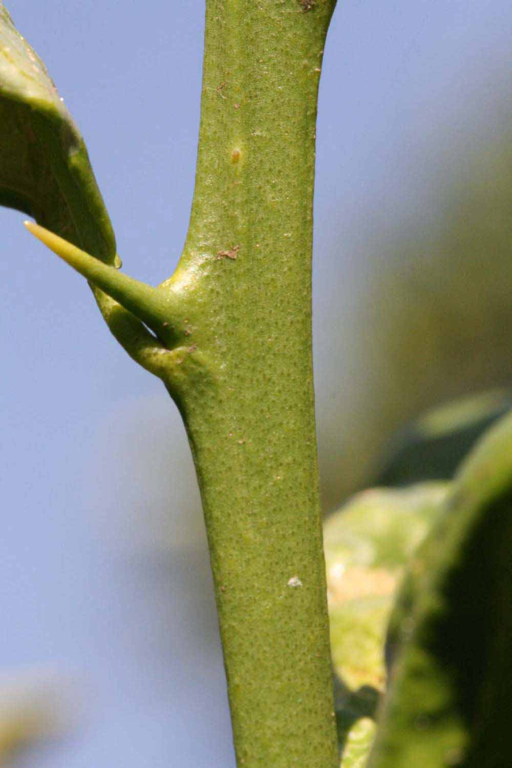            First year twig (Riverside, CA)   